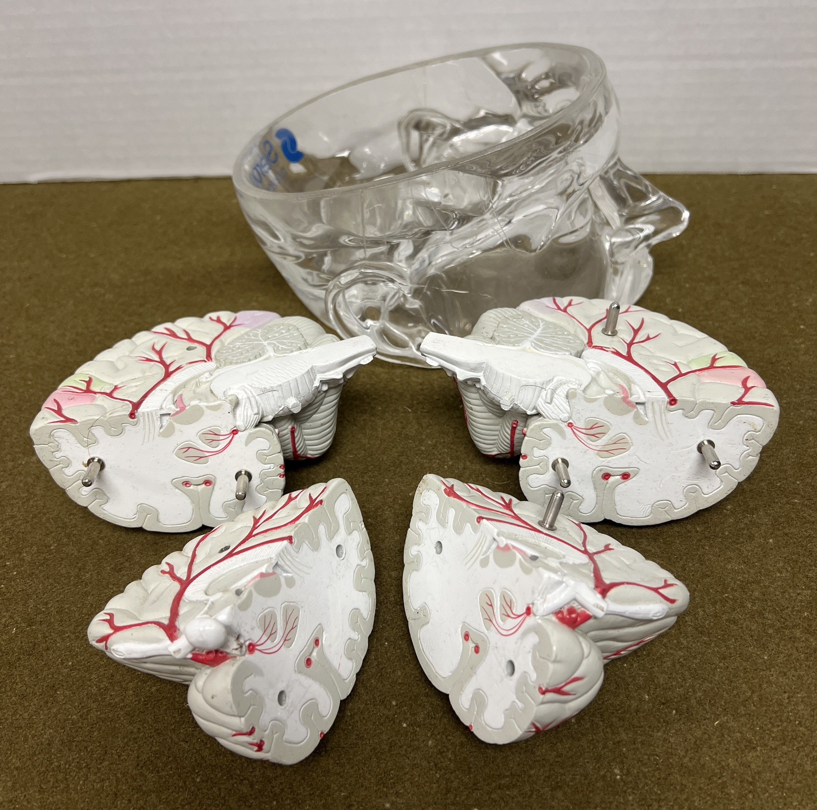 Seroquel Brain Model Pharmaceutical Advertising Display Research