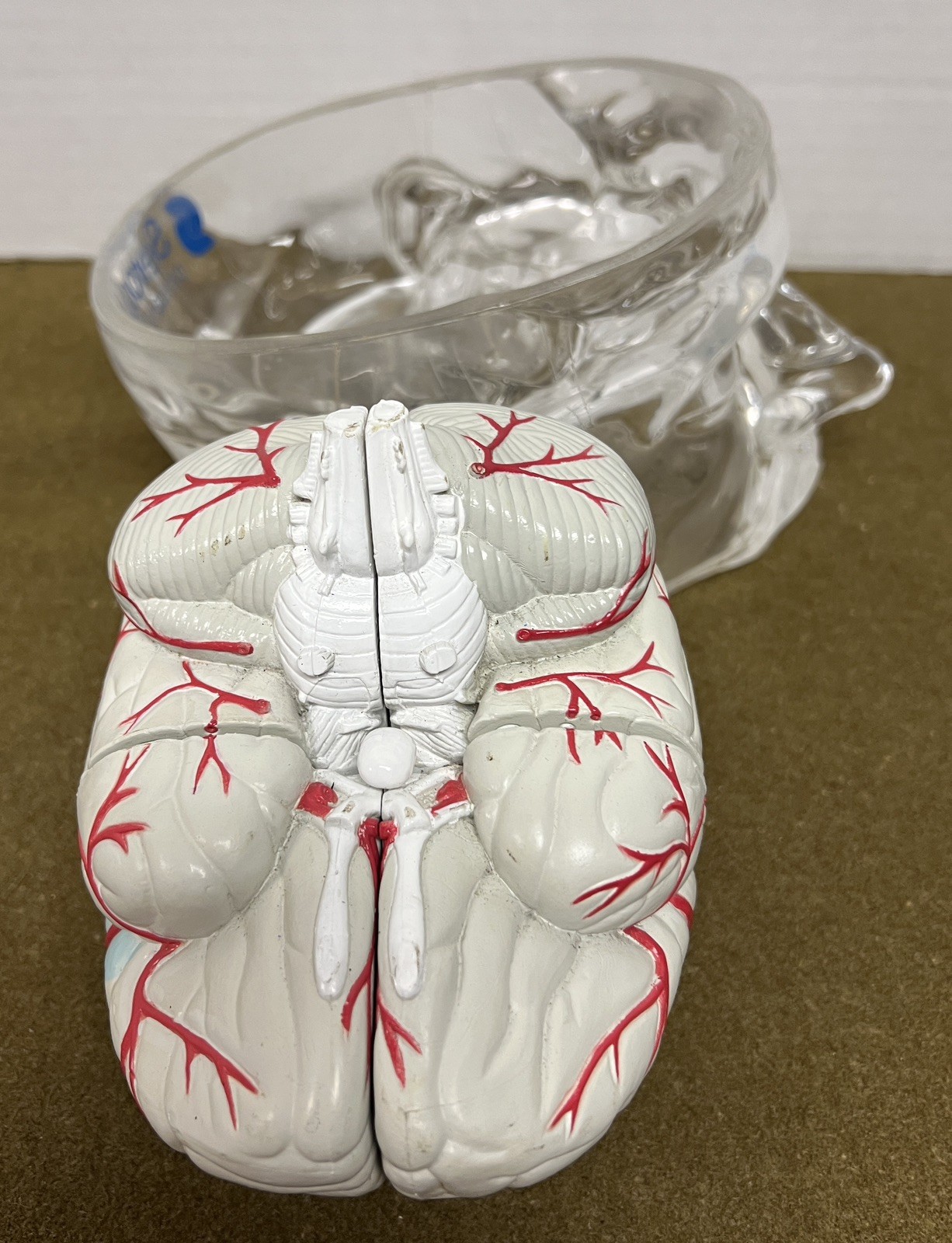 Seroquel Brain Model Pharmaceutical Advertising Display Research