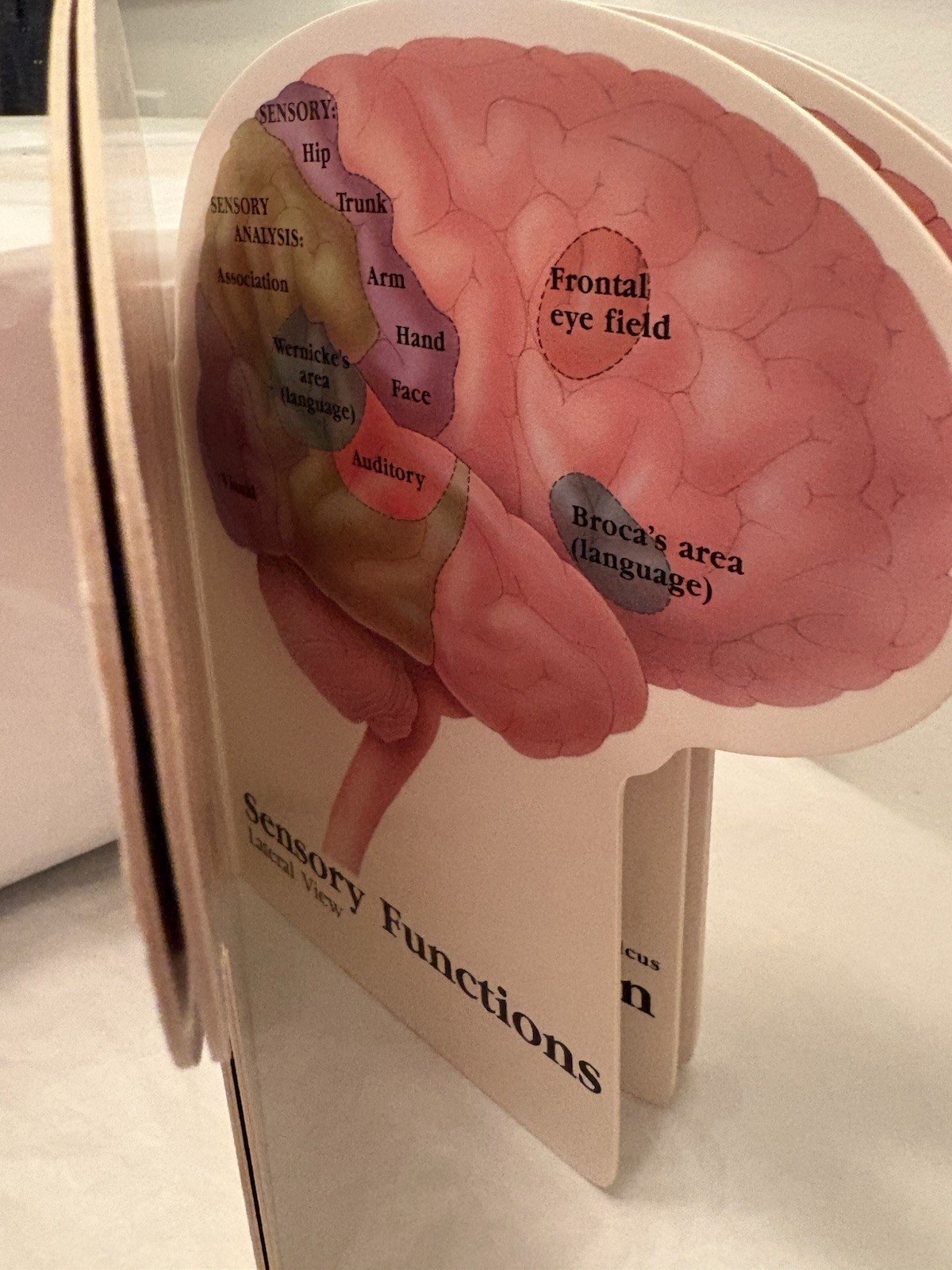 VTG 1990 TEGRETOL “PATIENT GUIDE TO THE HUMAN BRAIN” PHARMA LOGO ADVERTISING