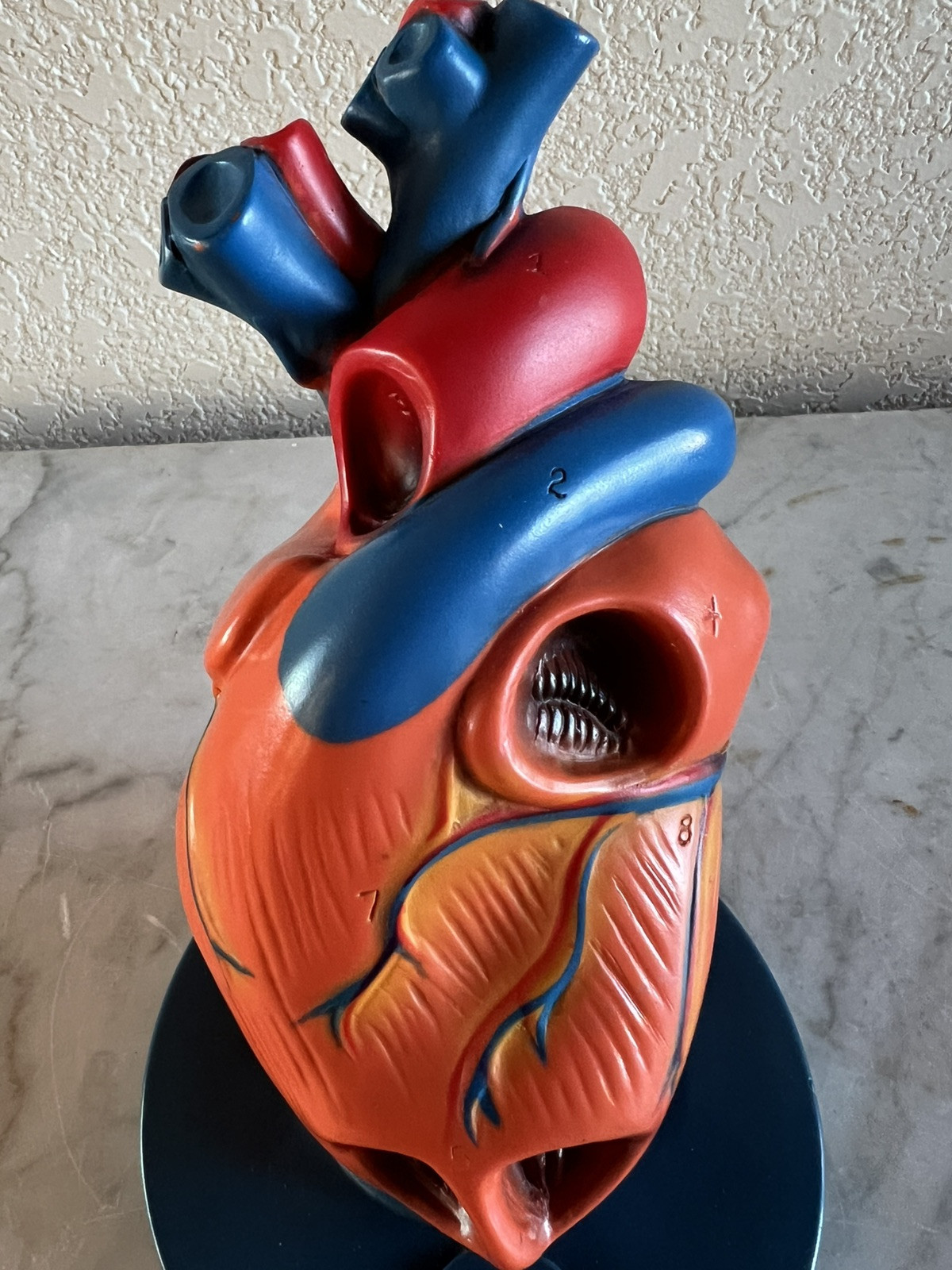 Vintage Burroughs Wellcome & Co. Lanoxin Digoxin Heart Model 3D Diagram Labeled