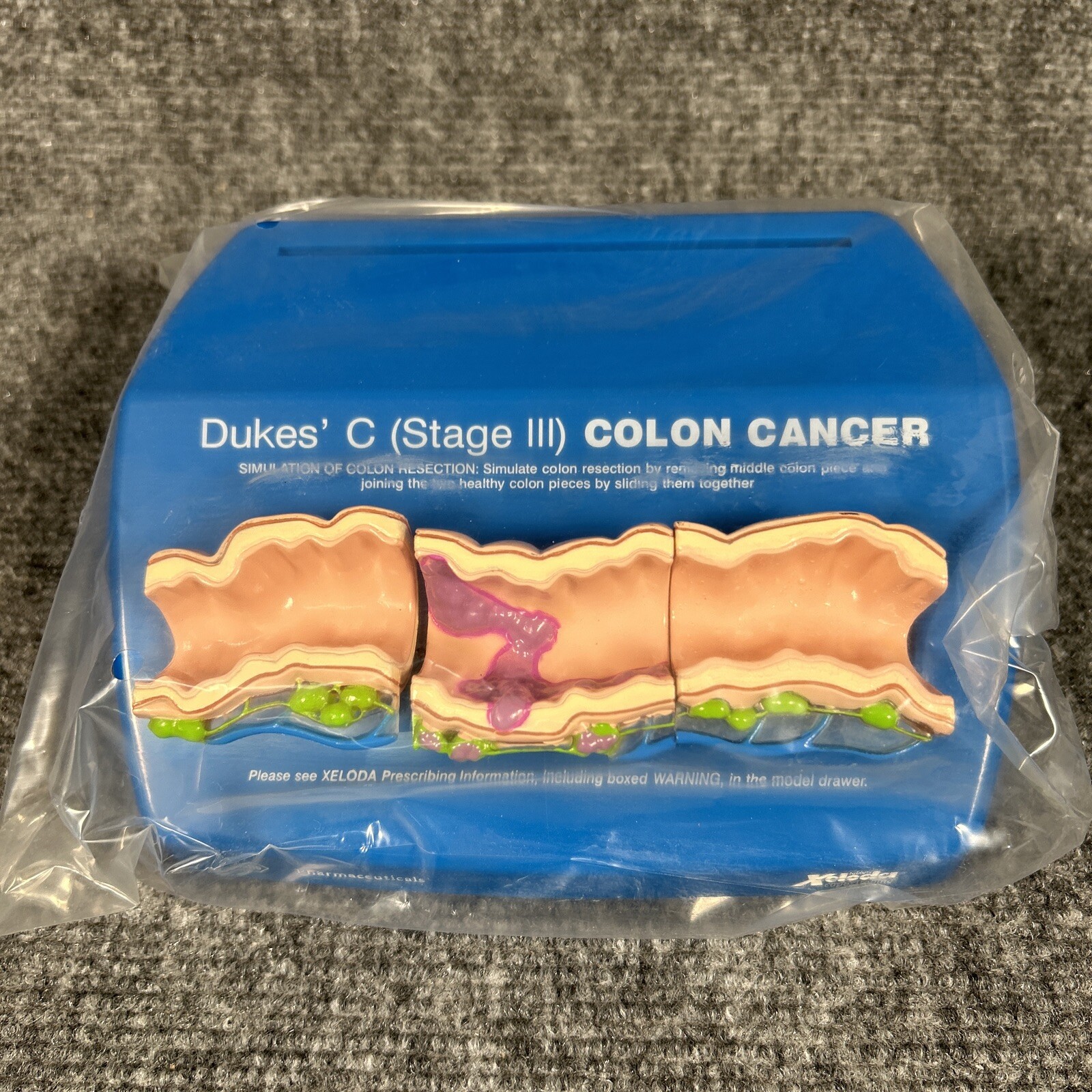 Colon Cancer Anatomical Anatomy Model Chart Display Roche Pharmaceutical Xeloda