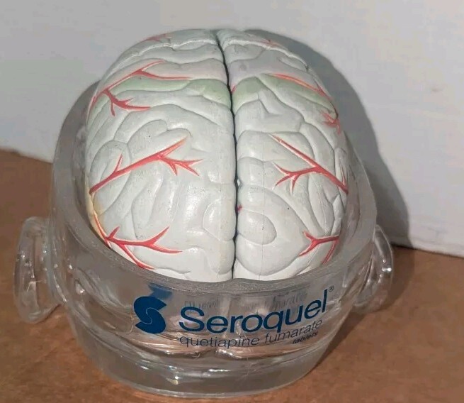 Lucite Head Skull Brain Model Medical Pharmaceutical Science Display – SEROQUEL
