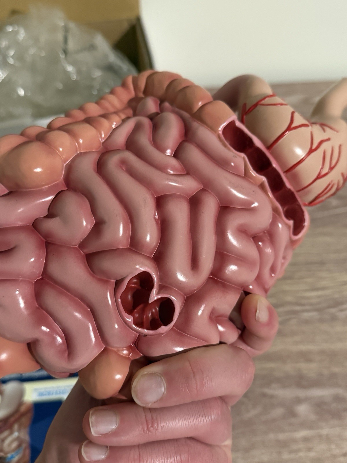 Vintage Digestive System Model / Zelnorm Drug Rep Display of the GI System
