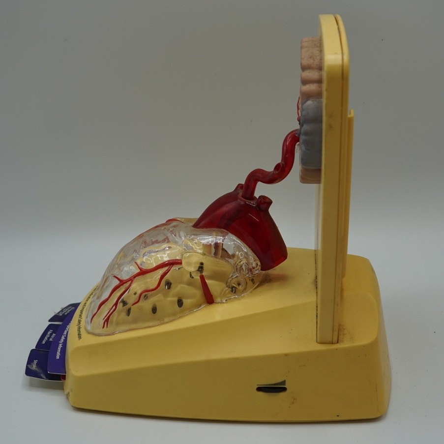 Xarelto Pharmaceutical Advertising 3D Human Heart / Brain Display Model