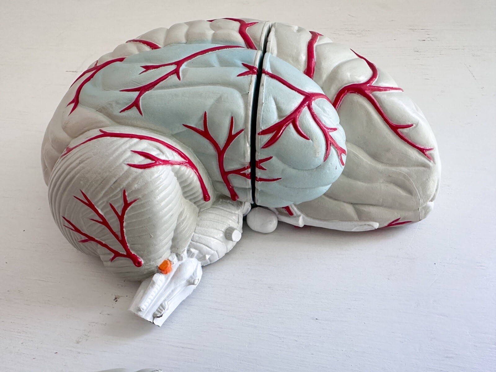 UCB Pharma Lucite Head Skull Brain Model Medical Pharmaceutical Science Display
