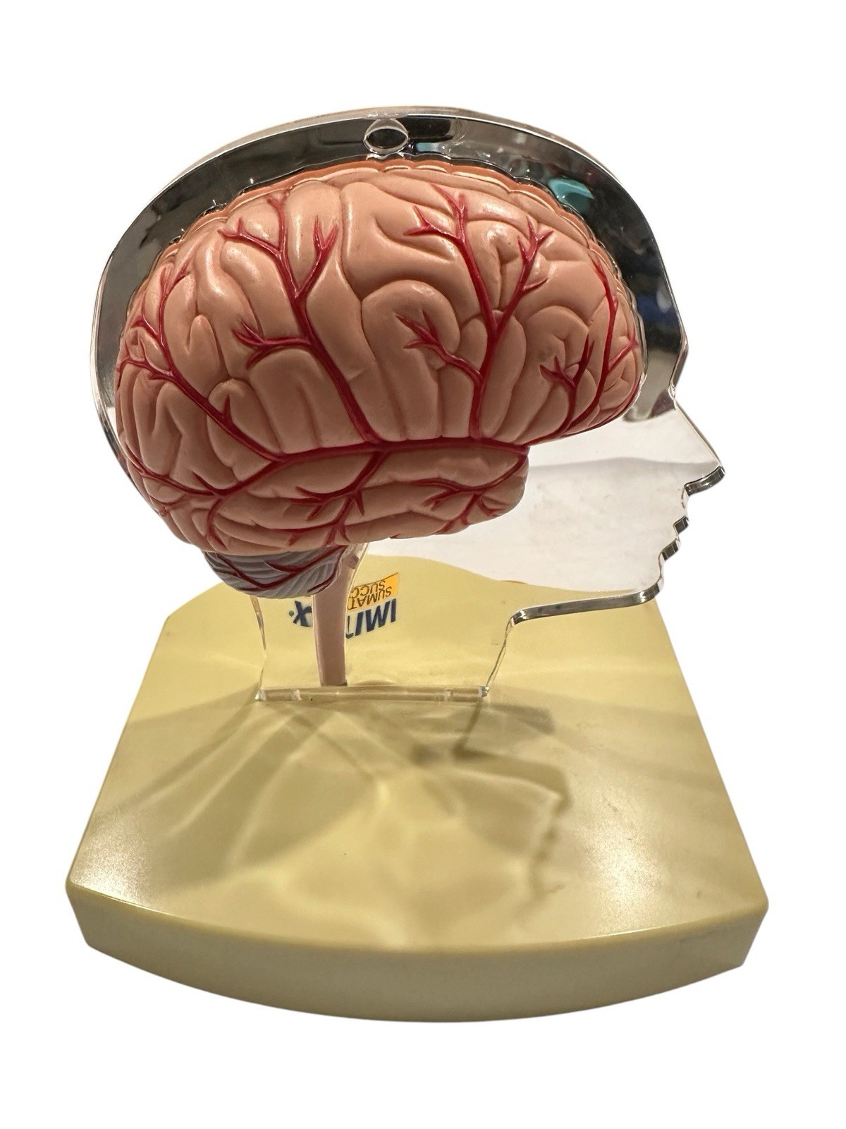 Imitrex Anatomical Head With Brain on base Medical Advertising Display