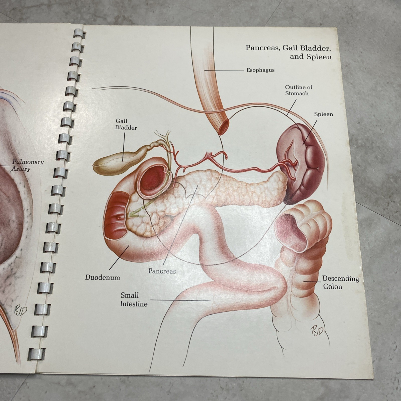 1975 Eli Lilly Pharmaceutical Medical Illustrations Of Surgical Anatomy Macabre