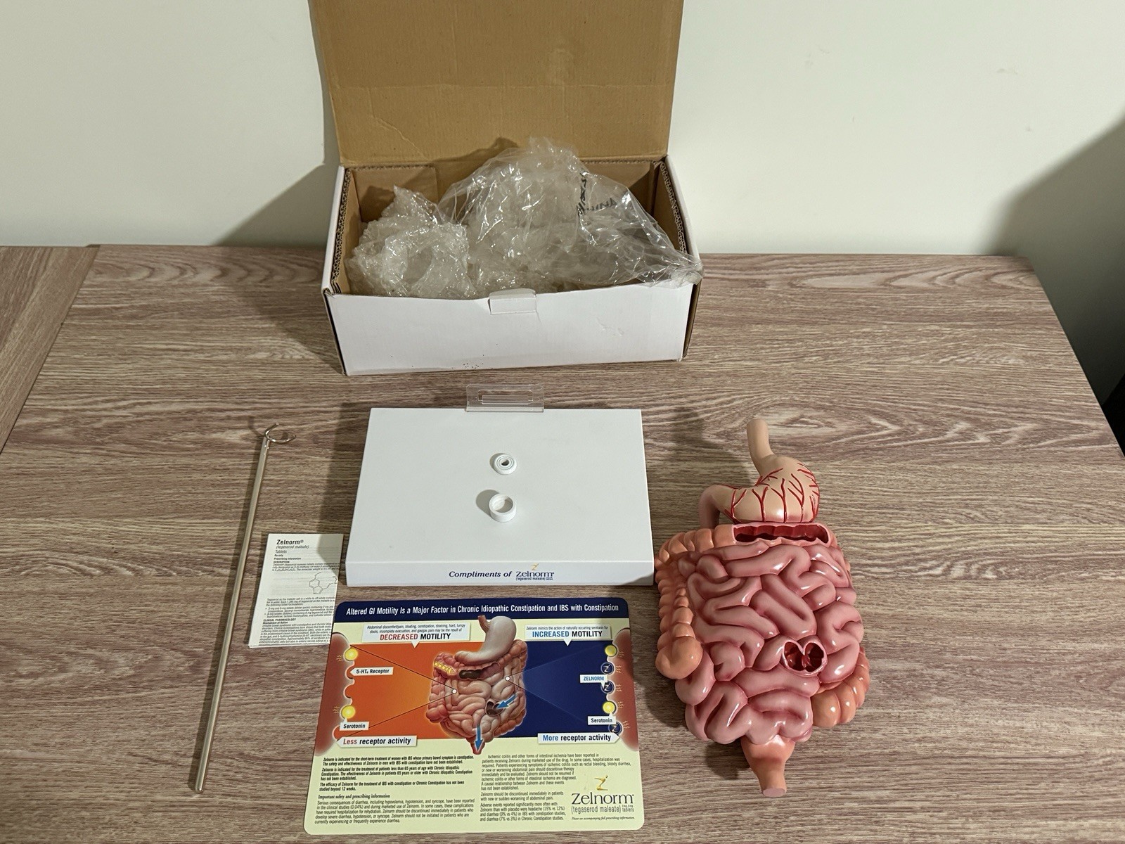 Vintage Digestive System Model / Zelnorm Drug Rep Display of the GI System