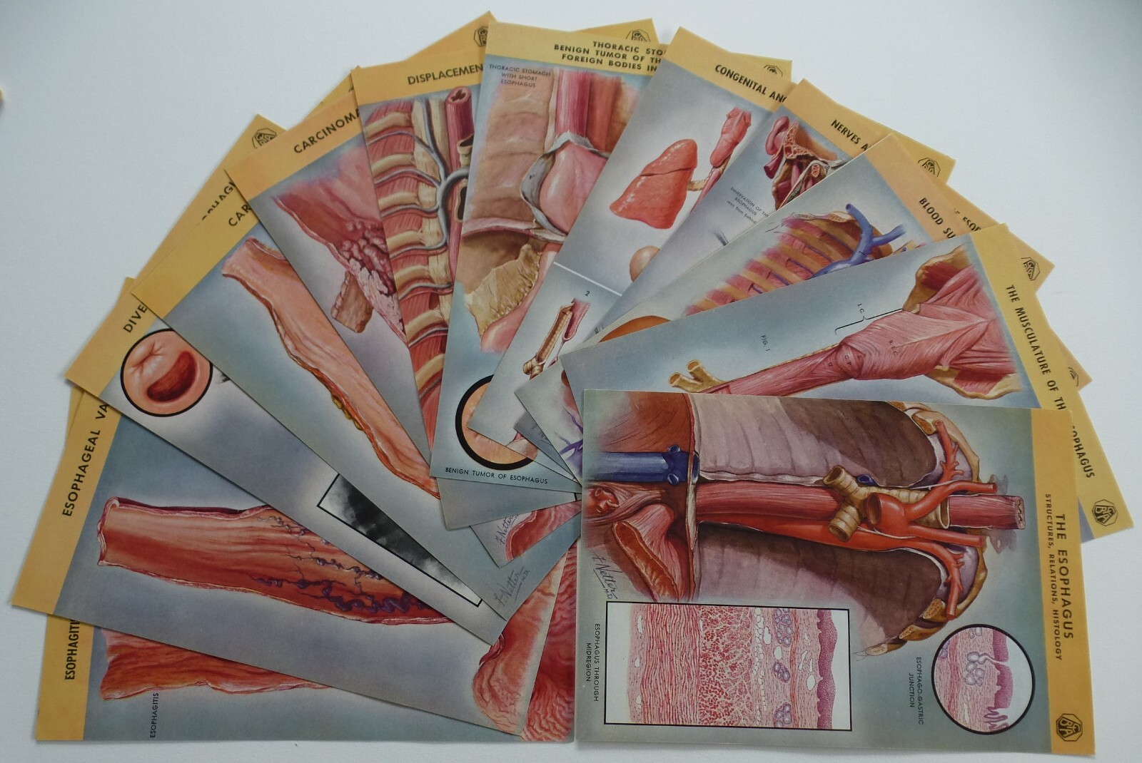 18 Ciba Pharmaceutical Folders w/ Color Plates – Pathology Anatomy War Injuries