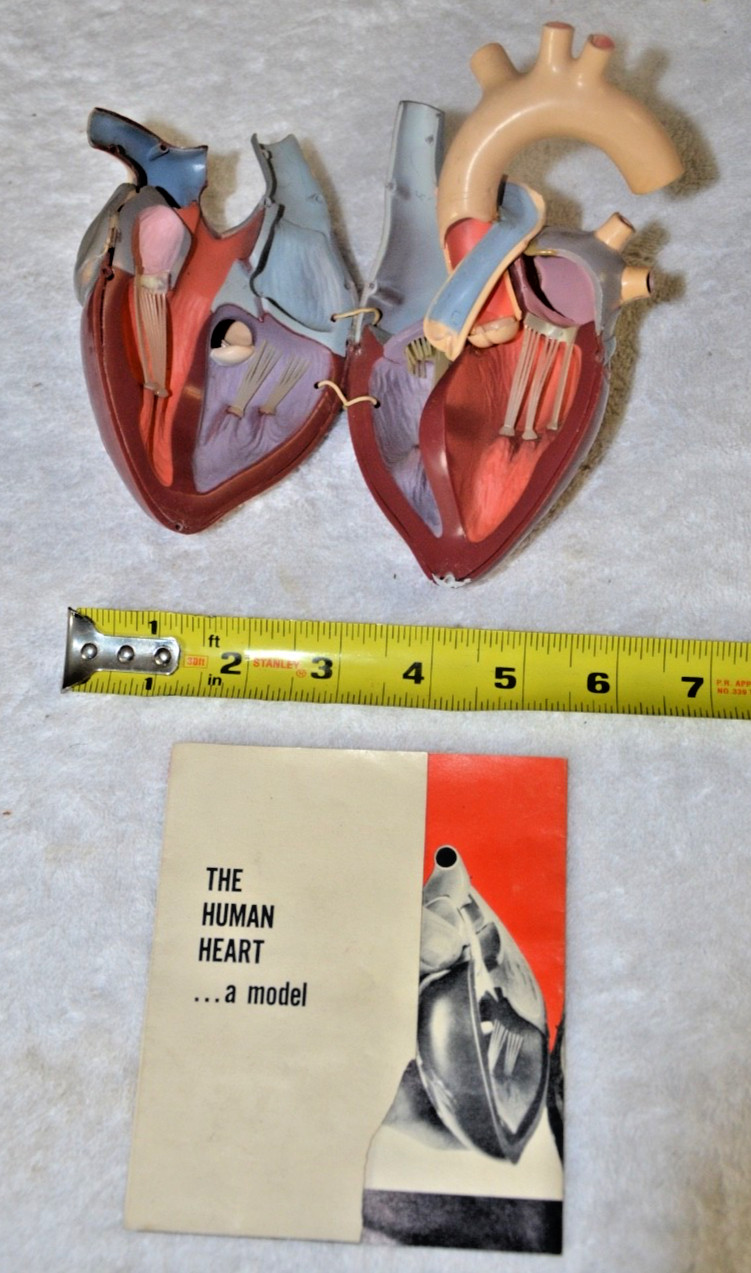 1960’s Merck Sharp Dohme Aldomet Heart Model Pharmaceutical Ad Methyldopa MSD